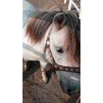 Horseygirl