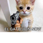 EL GATOOOOO