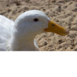 duckey group