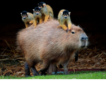 Capybaras Fan Group