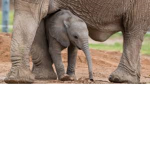 *purple elephants*