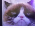 grumpy cat boys!