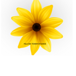 Yellow flower studios
