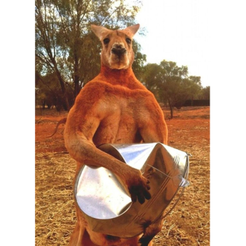 Kangaroo Boxing! 