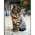 Cute cats 94