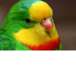 pericos bonitos