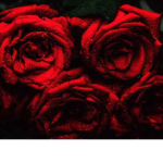 Amelia roses