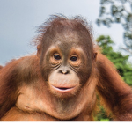 The Monke ZO Clan