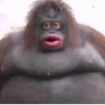 Lick a Monkey