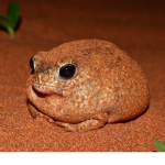 The brollge_