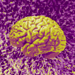 Brain Tissue