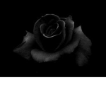 Black and White Roses