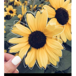 The Gorgeous Sunflowers!