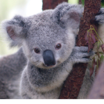 Koala adventure