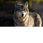 Grey puppy wolf