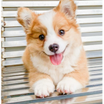 |~|Corgi pack|~|