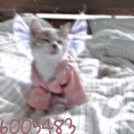 Coolgirlisonthebeat