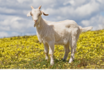 #The Goats Fan Club