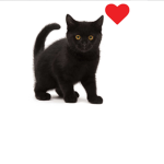 Black cats are good luck squadd