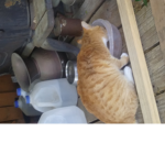 Gravy cat man fan club