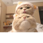 UwU fam,