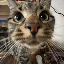 Meow