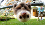 COMEDIANS AND SLOTHS!!