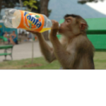 Monkey drink Fanta