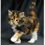*+*Cat Fan Group <3
