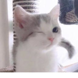 Catatr00ns Shop