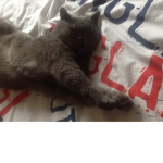 Cute cat Hotels