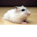 Hamster5782