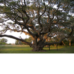 The Days Of Trees