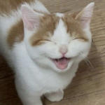 Sadzixe