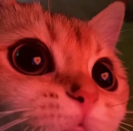 Juste kawaii game