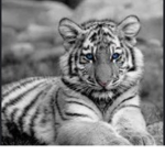 Snow tigers official