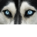 1111puppy