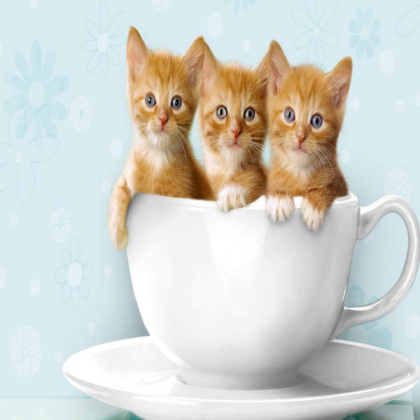 cats Roblox decal