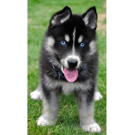 Husky puppies