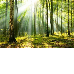 Forest survival