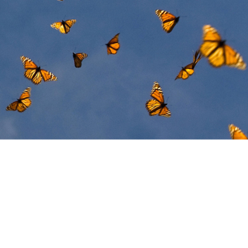 !Butterflies!