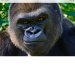 #worldwide Gorilla