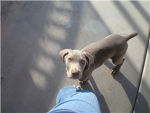 Zeus the Weimaraner Fan club.