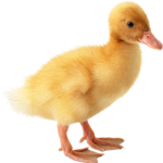 The Ultimate duckie squad