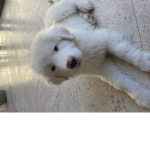 Unete si amas a los perros