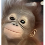 The monkey gang (Join if you Like monkeys)