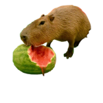 Capybara Country United