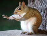 SQUIRREL UNITED THE GROUP