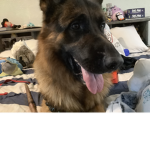 Kode dog