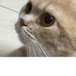 Muffin :3